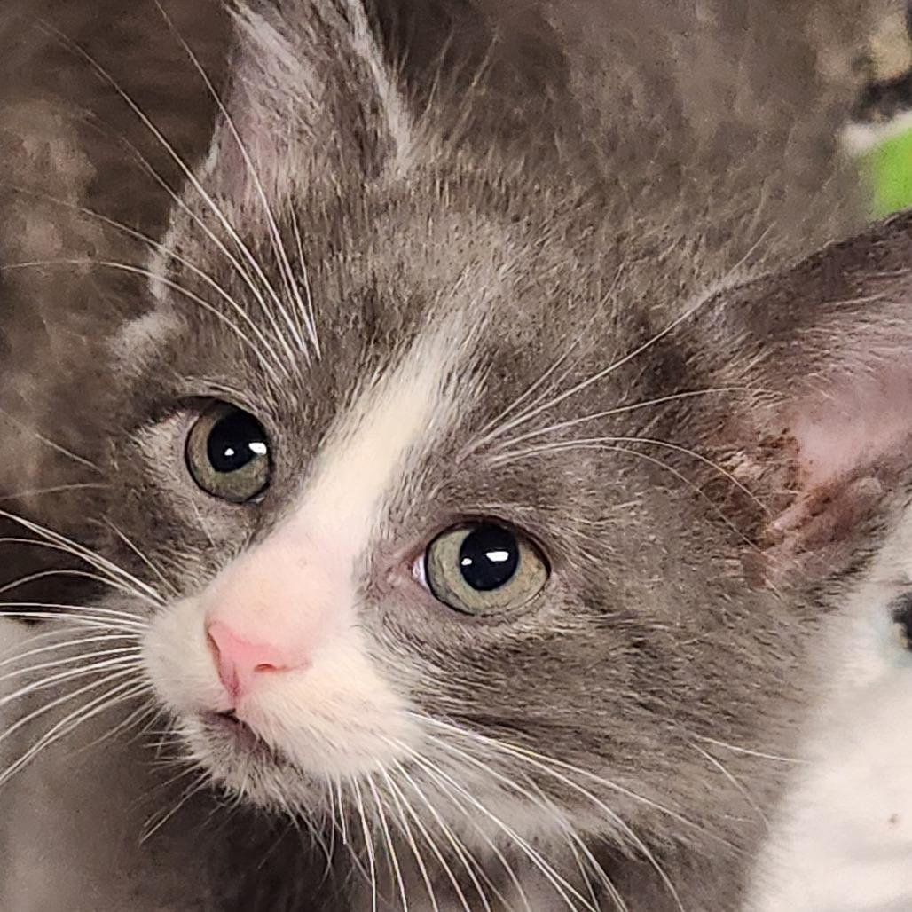 Enlarge Bianca K46521, a Adoptable Domestic Short Hair in Corsicana, TX image 2/2