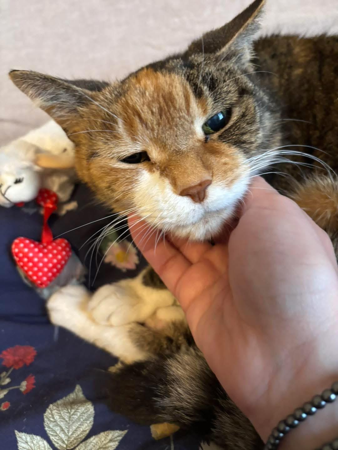 DaisyCakes, ADOPTABLE, Senior Female Domestic Short Hair.
