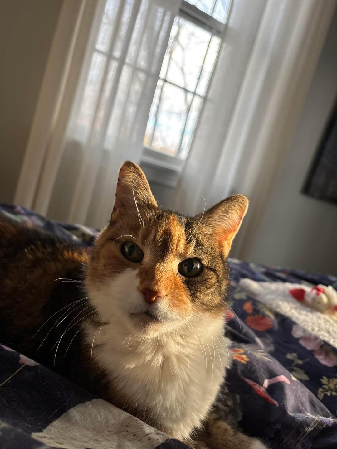 DaisyCakes, a ADOPTABLE Domestic Short Hair in Middleton, MA image 3/3
