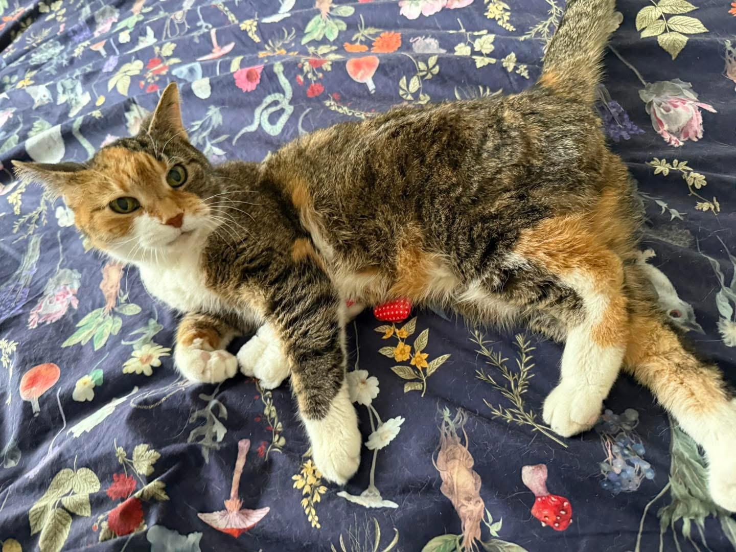 DaisyCakes, a ADOPTABLE Domestic Short Hair in Middleton, MA image 2/3