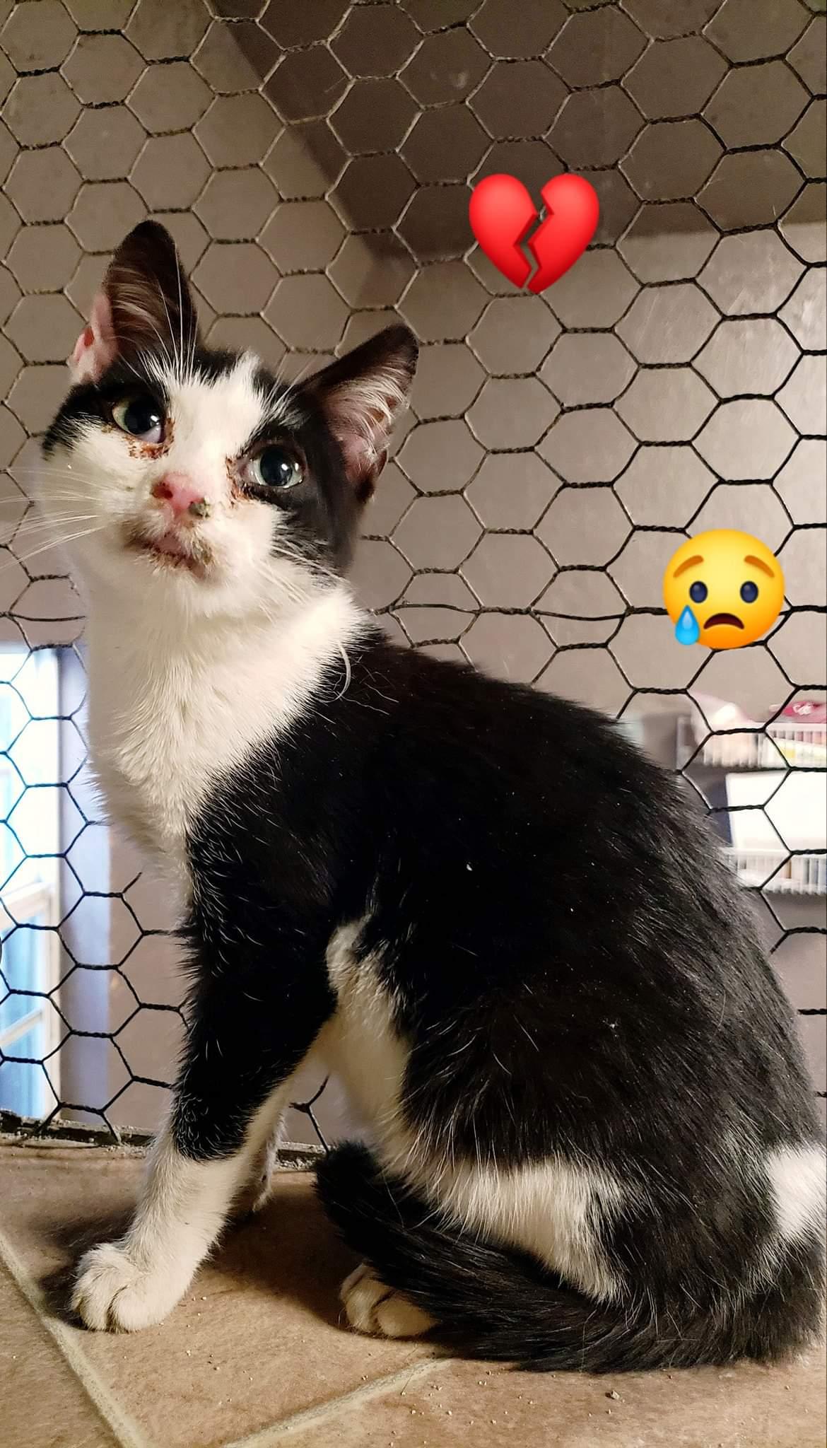 Mona Lisa, Adoptable, Young Female Domestic Short Hair.