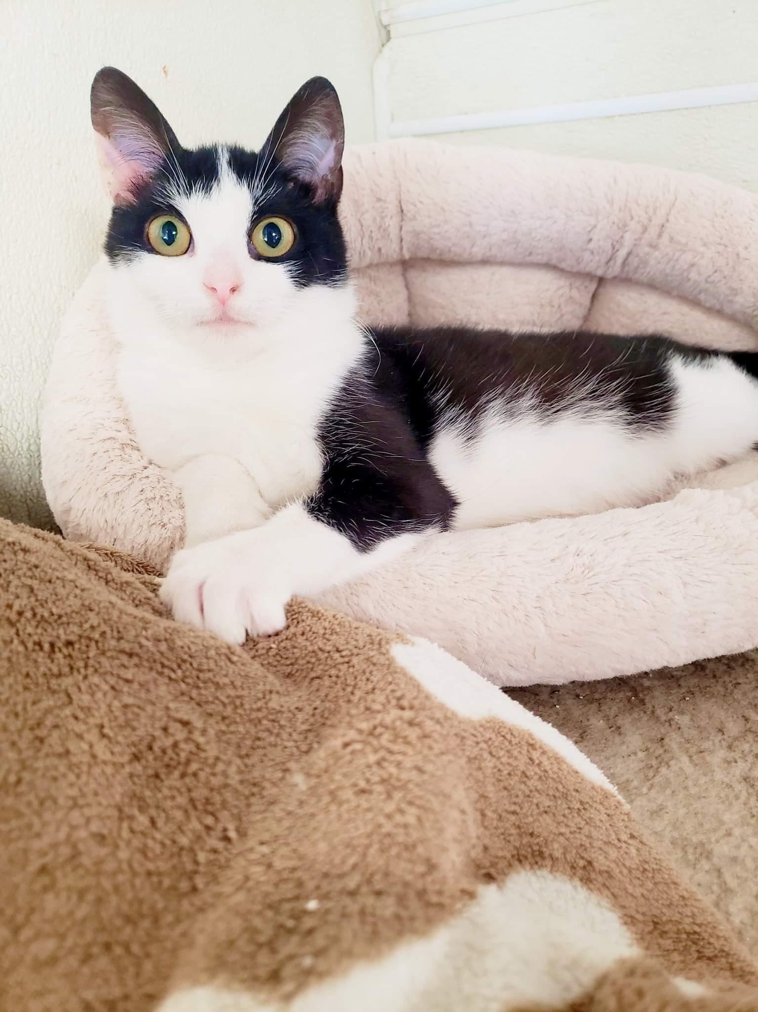 Mona Lisa, a Adoptable Domestic Short Hair in Seaford, DE image 3/3