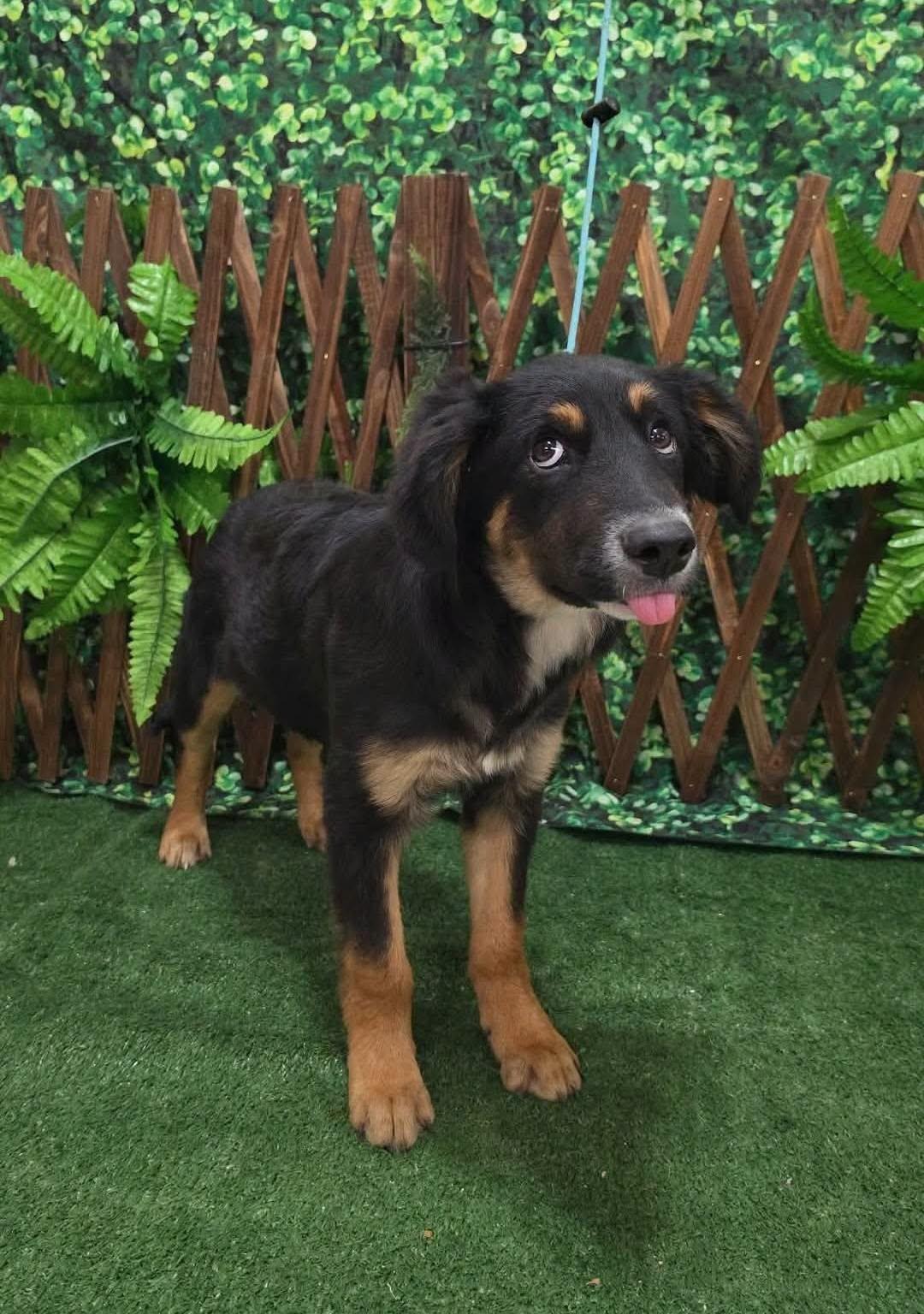 Enlarge Bootie, a Adoptable mixed breed in Dunnville, ON image 5/5