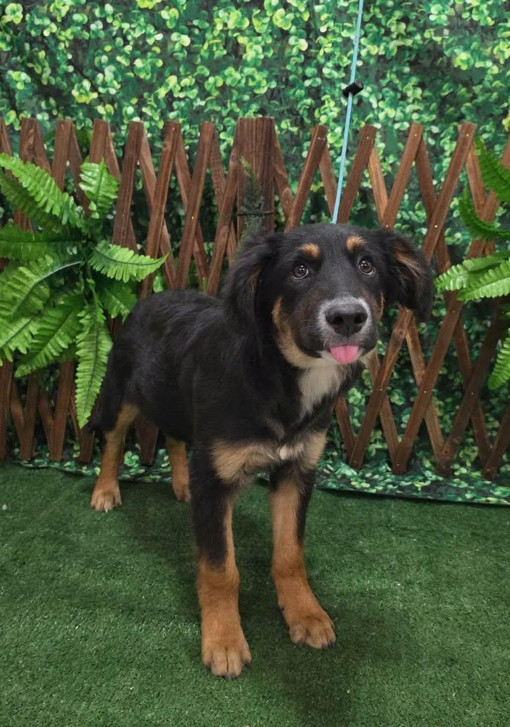 Bootie, Adoptable, Young Male Border Collie & Shepherd.