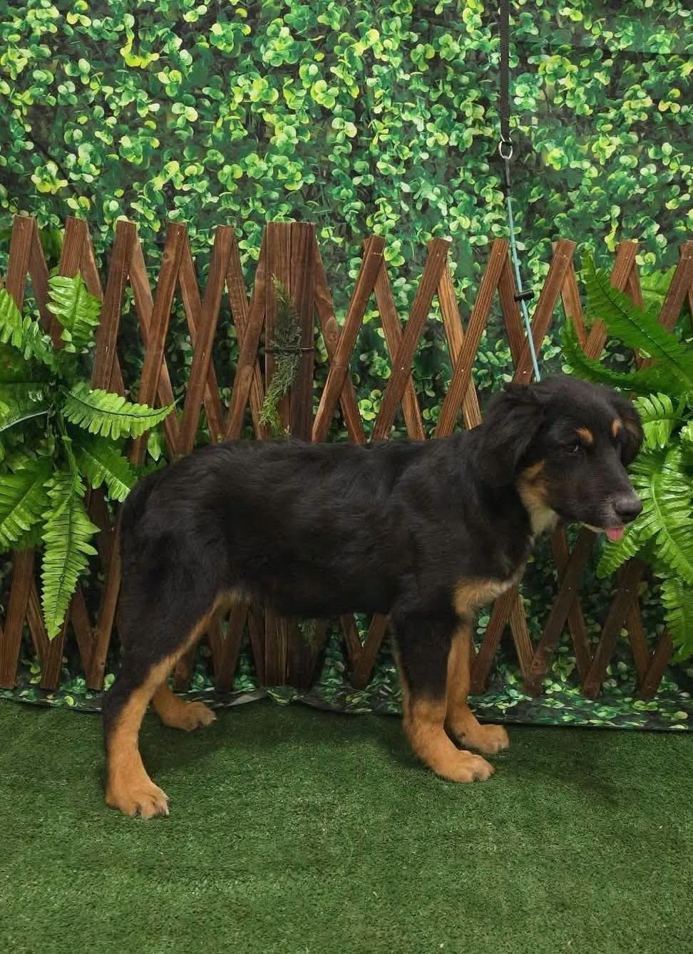 Enlarge Bootie, a Adoptable mixed breed in Dunnville, ON image 4/5