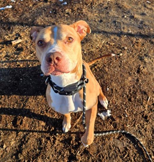 Enlarge SOL, a Adoptable Pit Bull Terrier in Denver, CO image 1/1