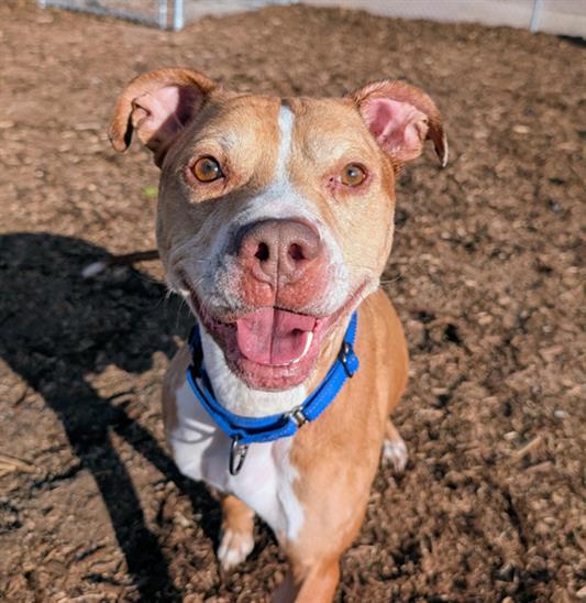 SOL, Adoptable, Adult Male Pit Bull Terrier.