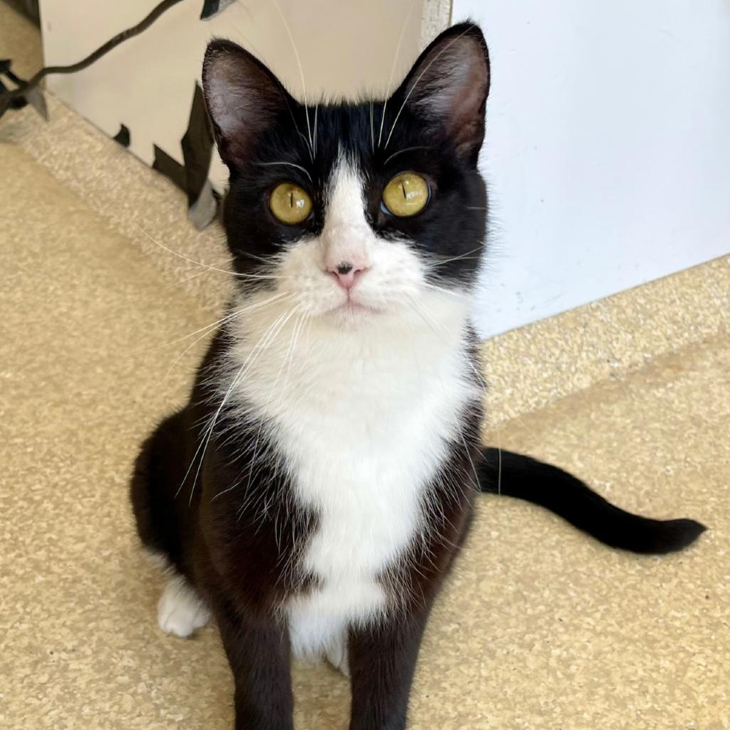 Penny, Adoptable, Adult Female Domestic Short Hair.