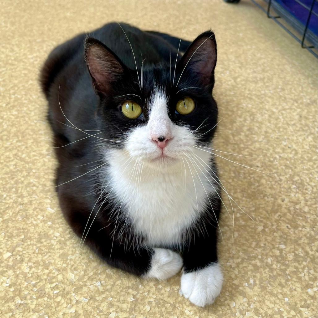 Enlarge Penny, a Adoptable Domestic Short Hair in Deerfield, IL image 2/2