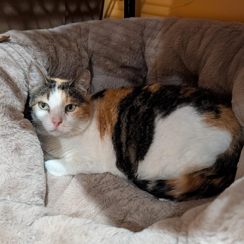 Enlarge Dumpling, a Adoptable Domestic Short Hair in Roselle, IL image 1/3