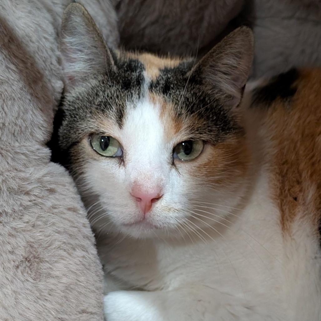 Enlarge Dumpling, a Adoptable Domestic Short Hair in Roselle, IL image 2/3
