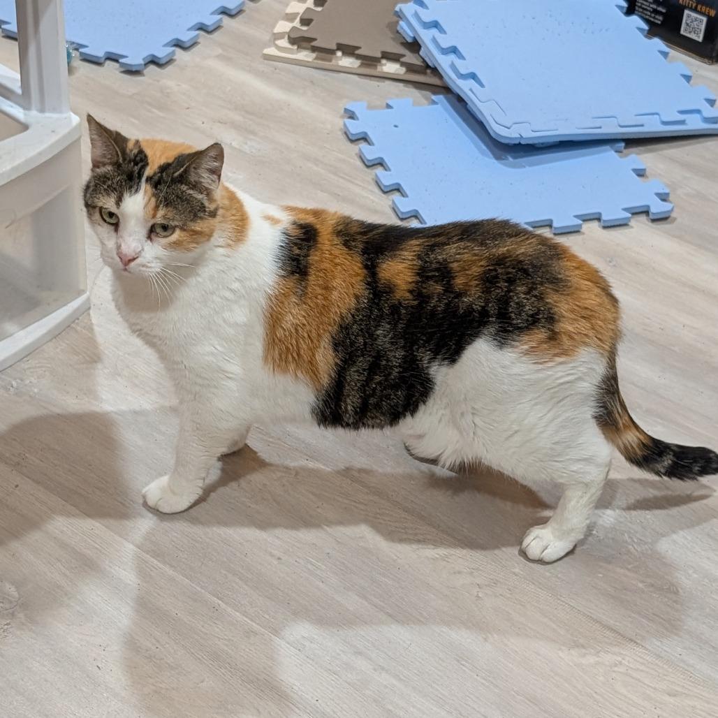 Enlarge Dumpling, a Adoptable Domestic Short Hair in Roselle, IL image 3/3