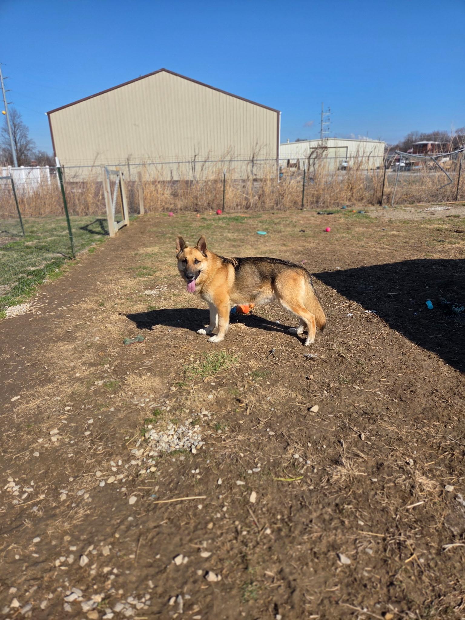 Enlarge Buster, an adopted German Shepherd Dog in Petersburg, IN image 2/2