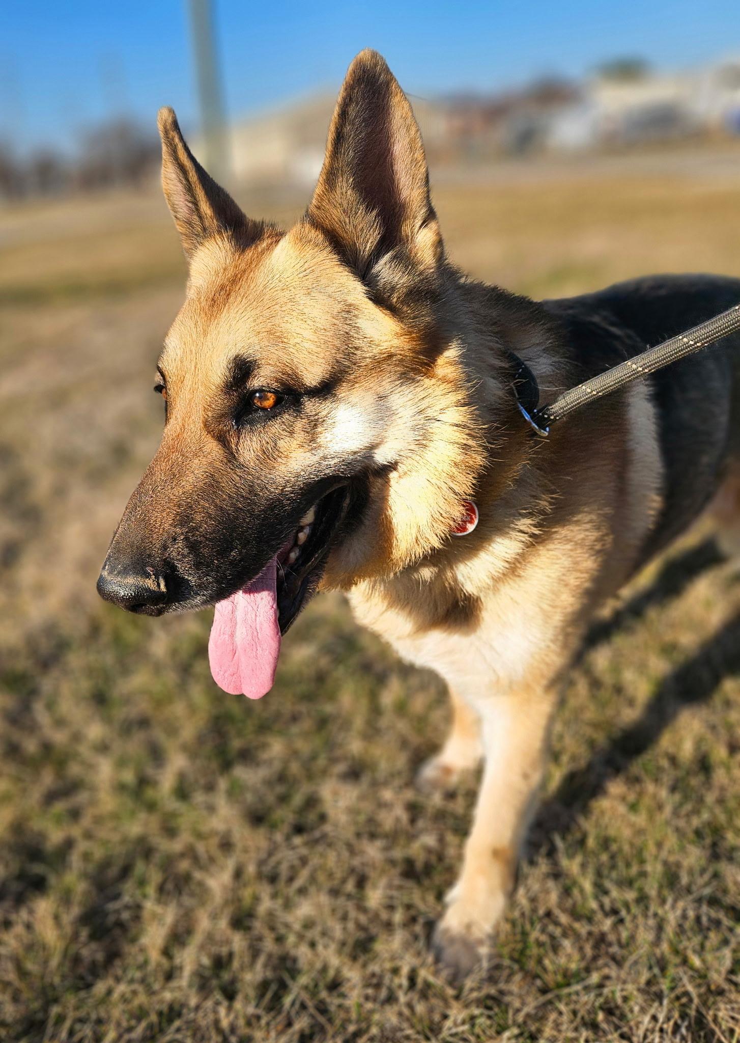 Enlarge Buster, an adopted German Shepherd Dog in Petersburg, IN image 1/2