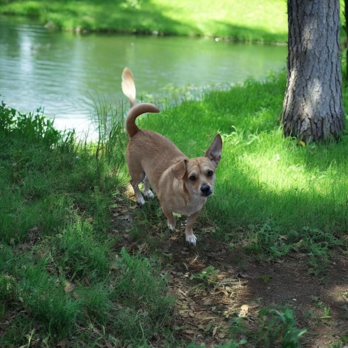 BELLA, a Adoptable Chihuahua in Yuba city, CA image 1/3