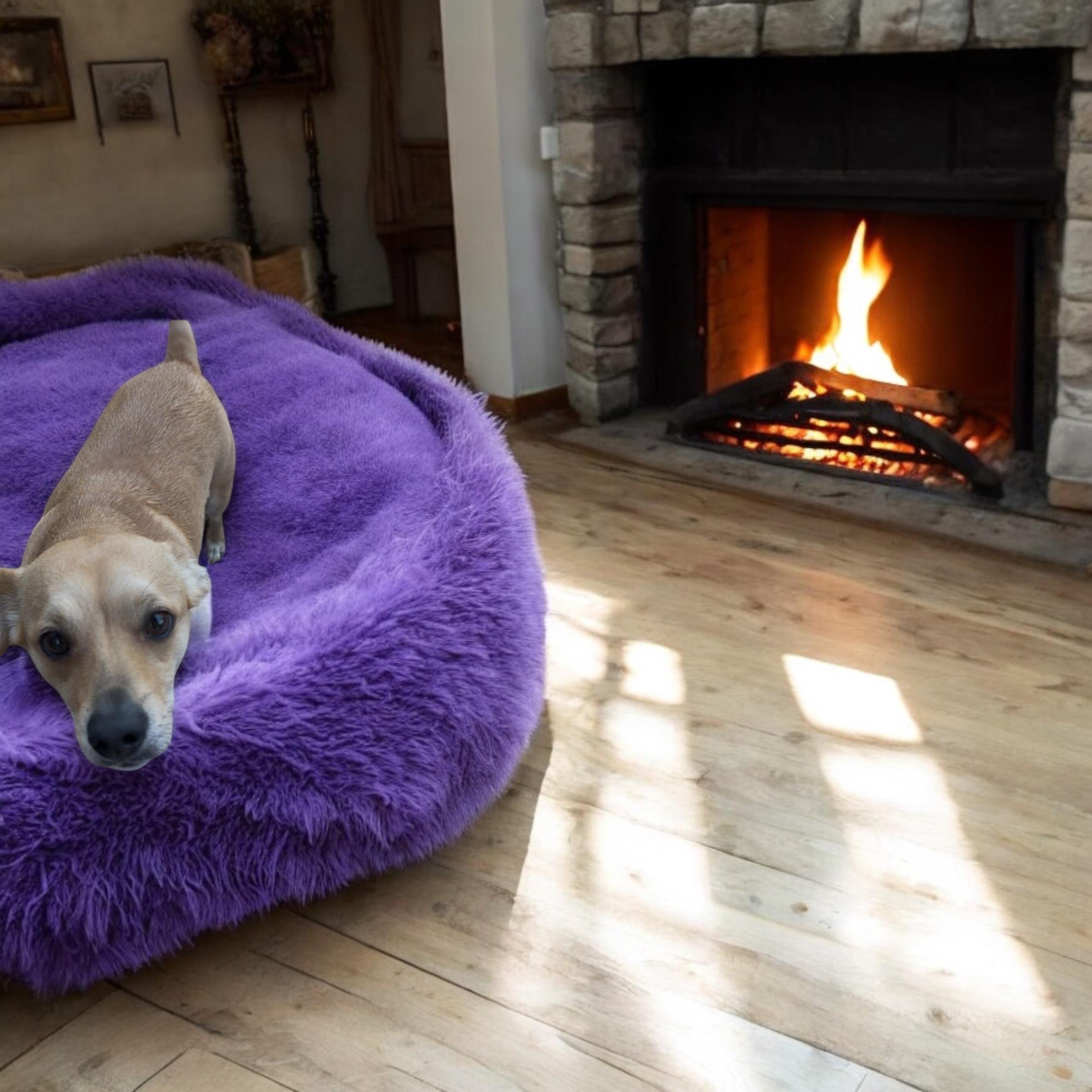 BELLA, a Adoptable Chihuahua in Yuba city, CA image 2/3