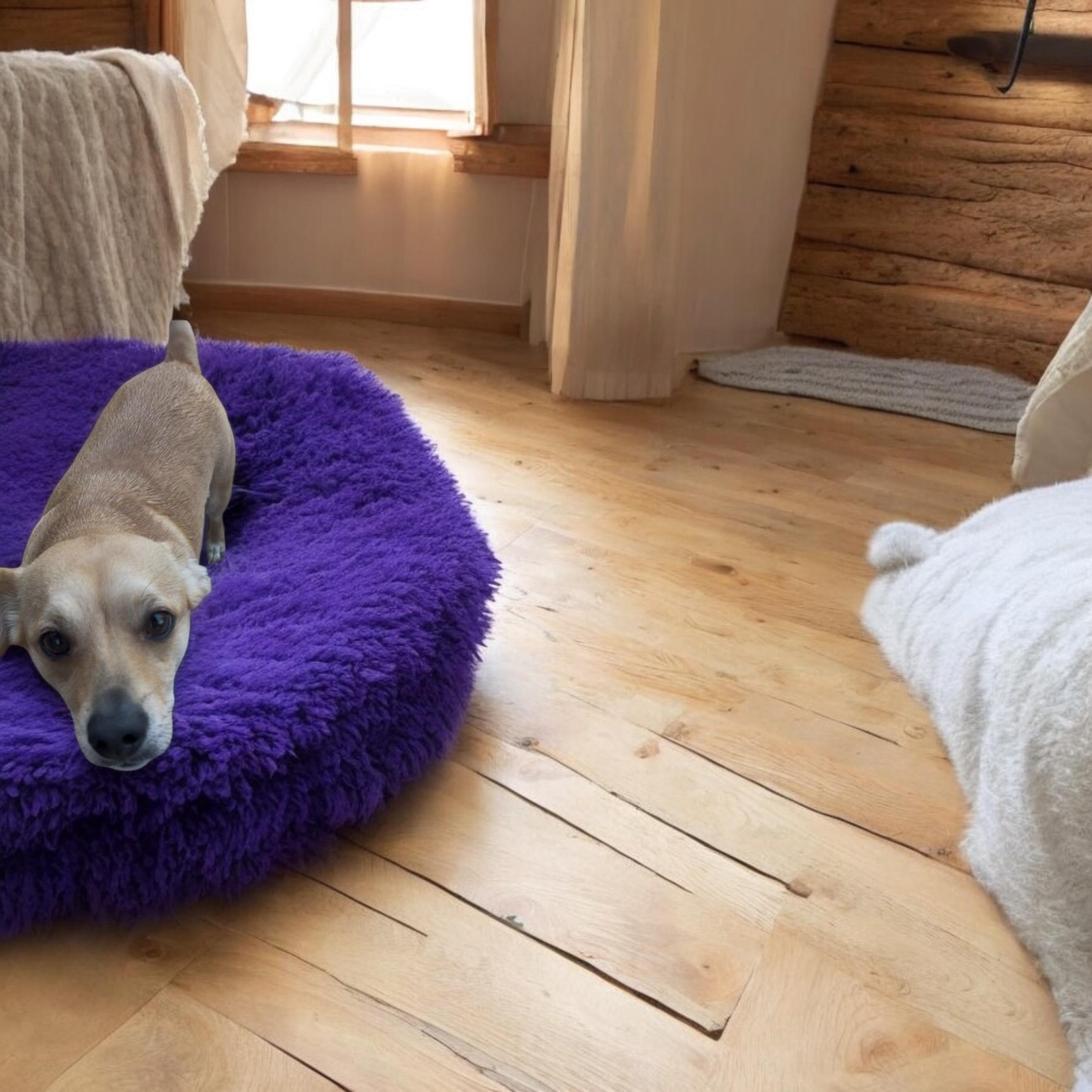 BELLA, a Adoptable Chihuahua in Yuba city, CA image 3/3