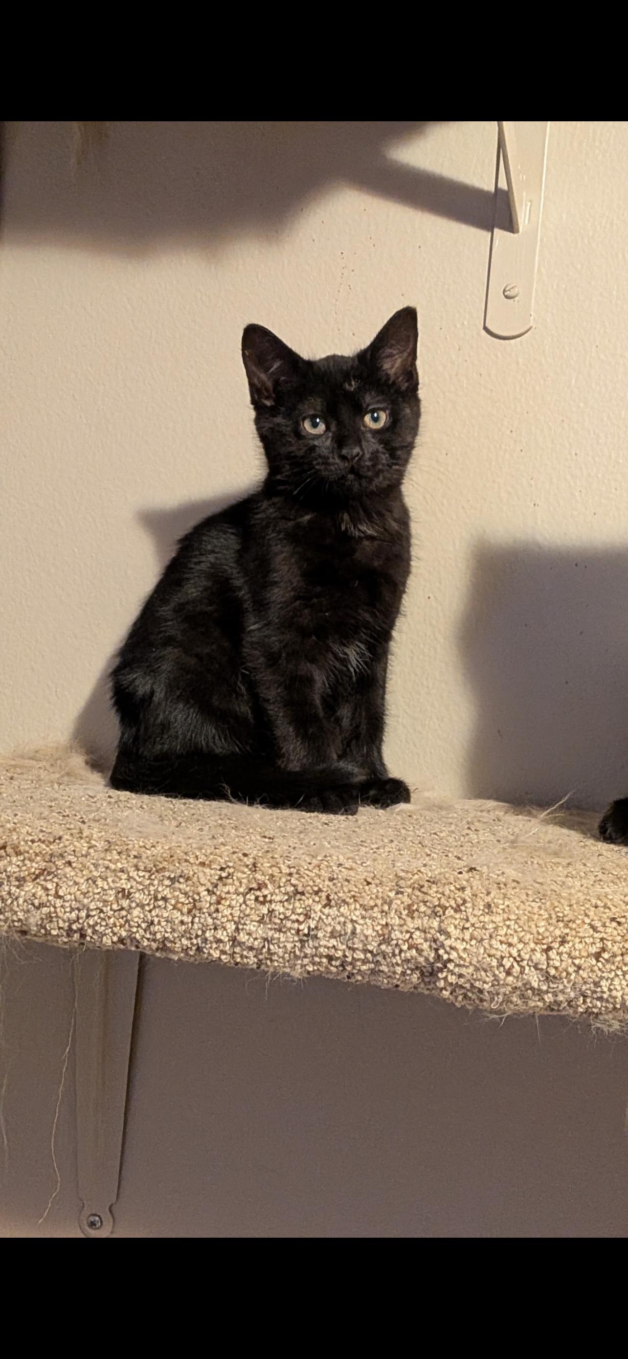 Margaret (houlihan), Adoptable, Young Female Domestic Short Hair.