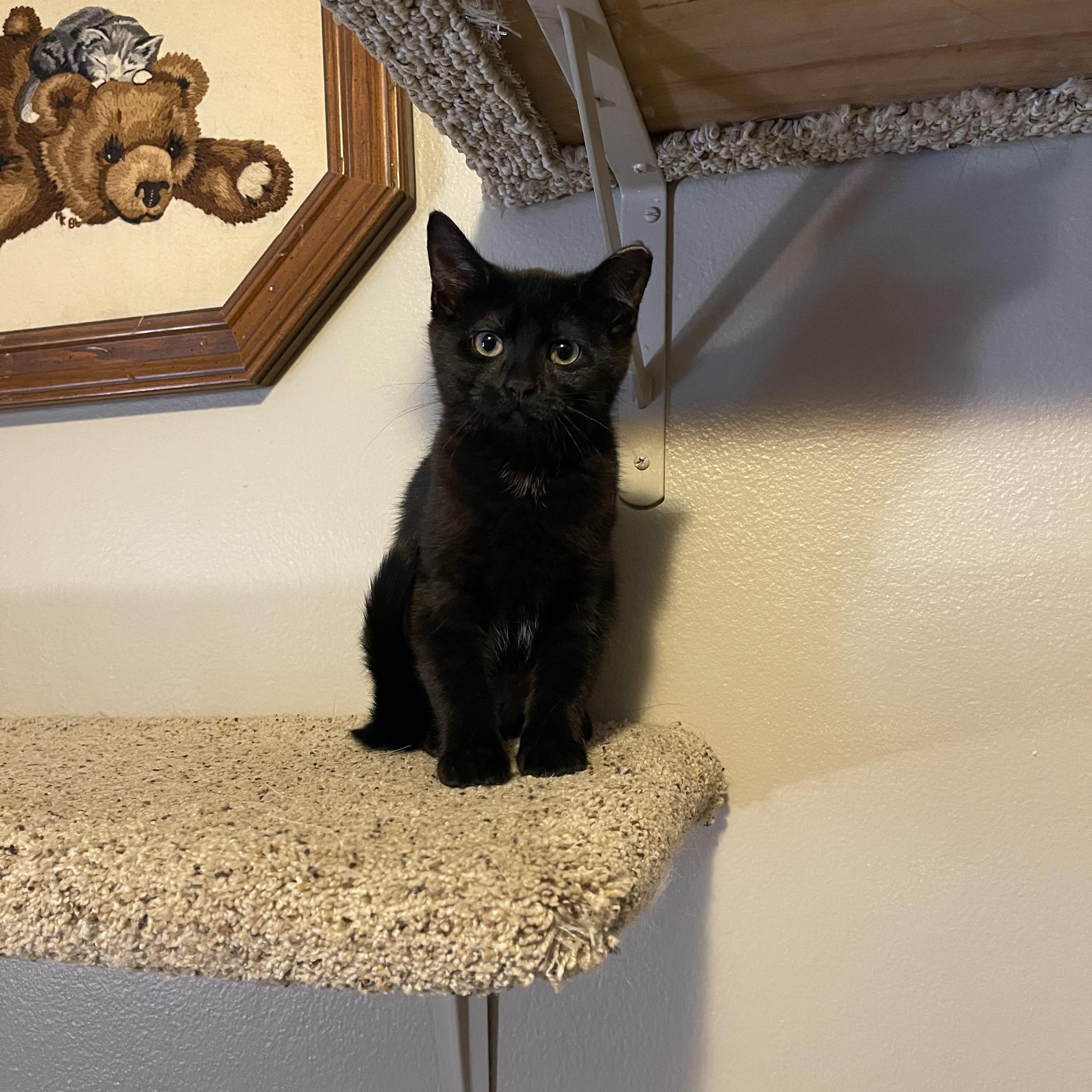 Enlarge Margaret (houlihan), an adopted mixed breed in Milwaukee, WI image 2/5