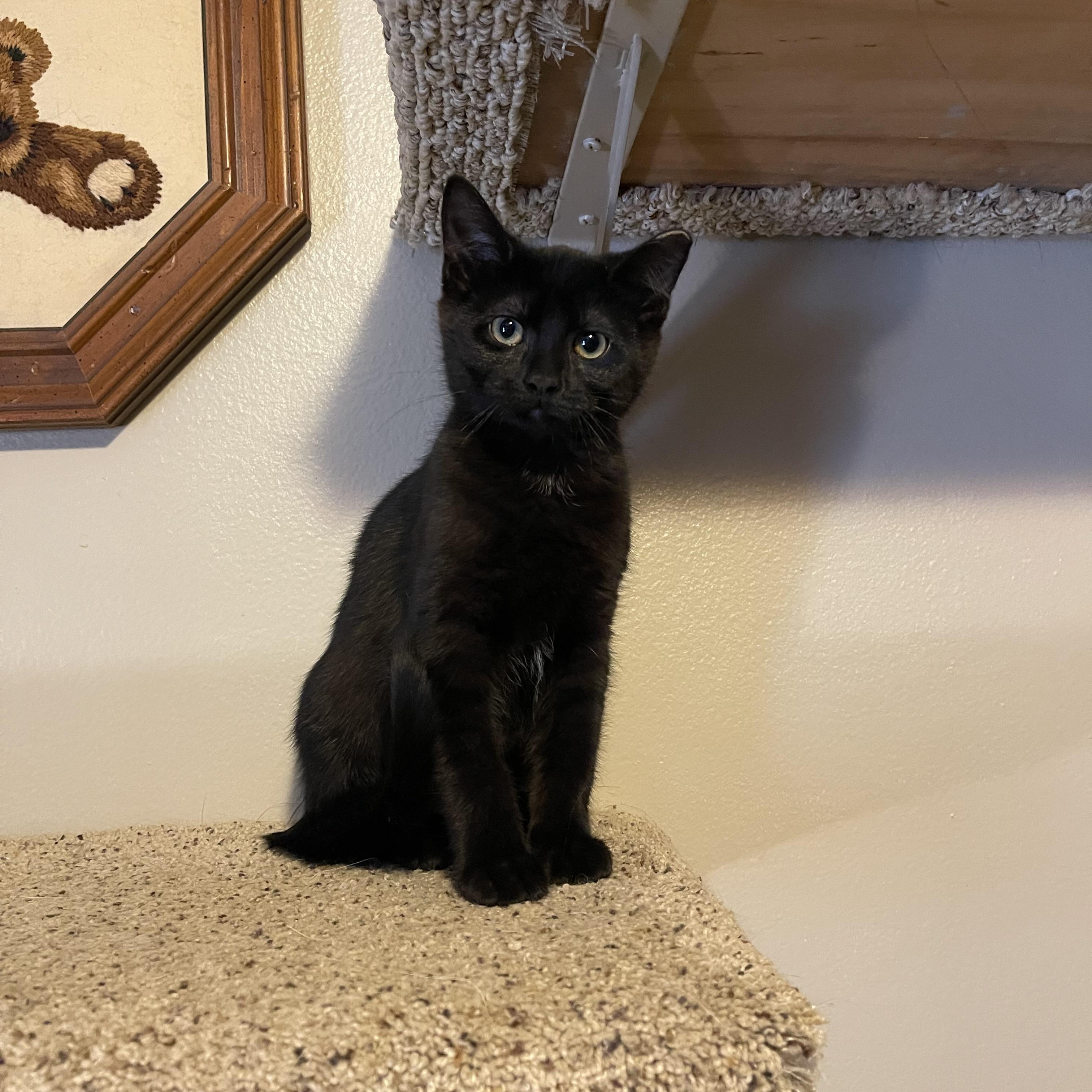 Margaret (houlihan), Adoptable, Kitten Female Domestic Short Hair.