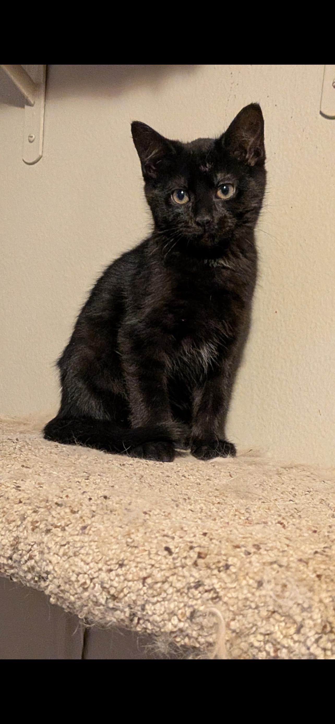 Enlarge Margaret (houlihan), an adopted mixed breed in Milwaukee, WI image 4/5