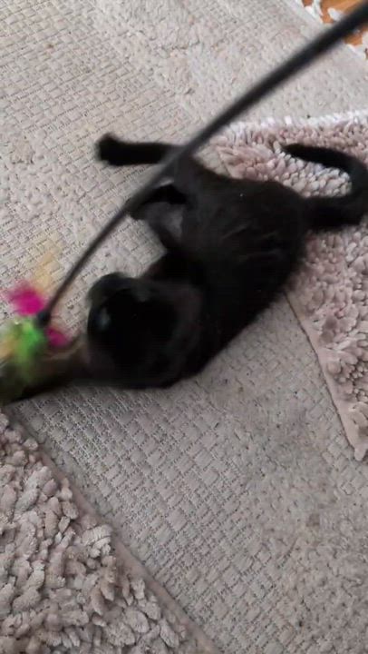 Enlarge Margaret (houlihan), an adopted mixed breed in Milwaukee, WI video 5/5