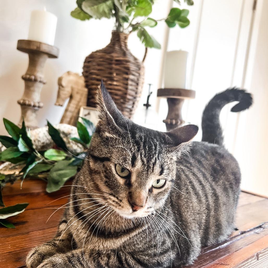 Betty, Adoptable, Adult Female Domestic Short Hair.