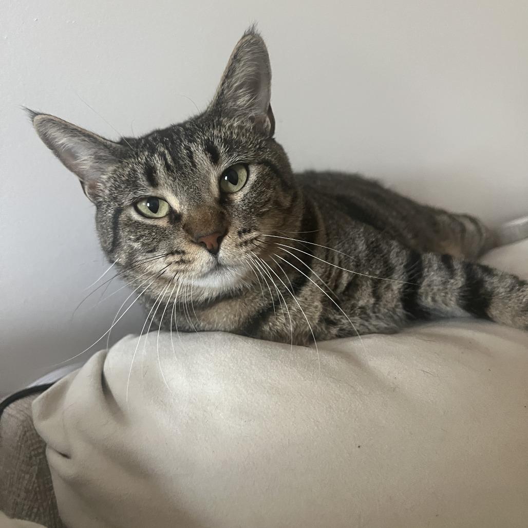 Betty, a Adoptable Domestic Short Hair in Lucedale, MS image 2/6