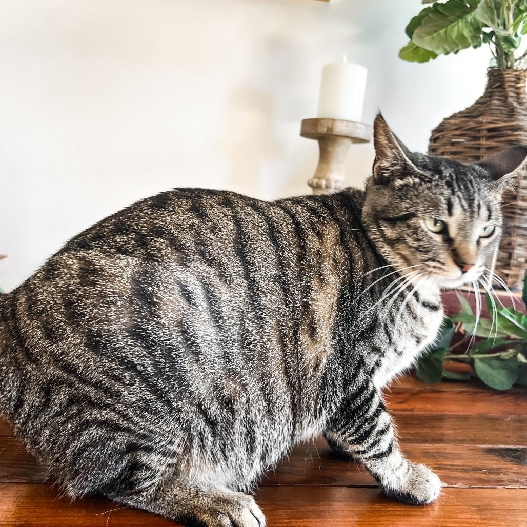 Betty, a Adoptable Domestic Short Hair in Lucedale, MS image 3/6