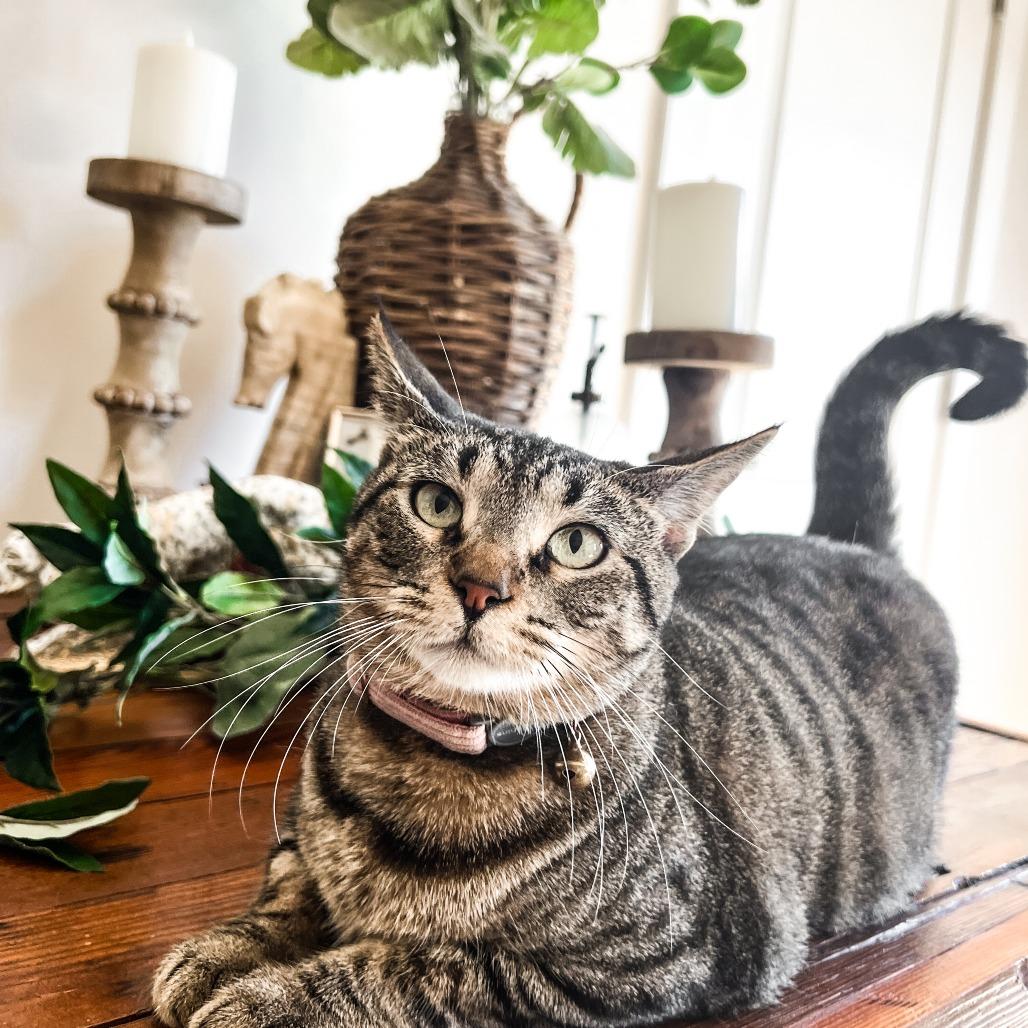 Betty, a Adoptable Domestic Short Hair in Lucedale, MS image 4/6