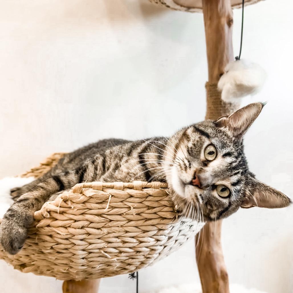 Betty, a Adoptable Domestic Short Hair in Lucedale, MS image 5/6