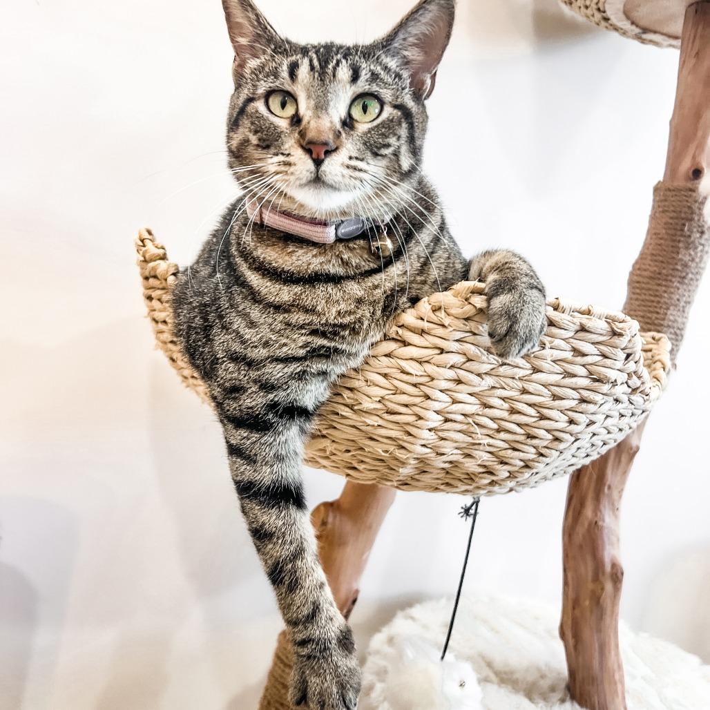 Betty, a Adoptable Domestic Short Hair in Lucedale, MS image 6/6