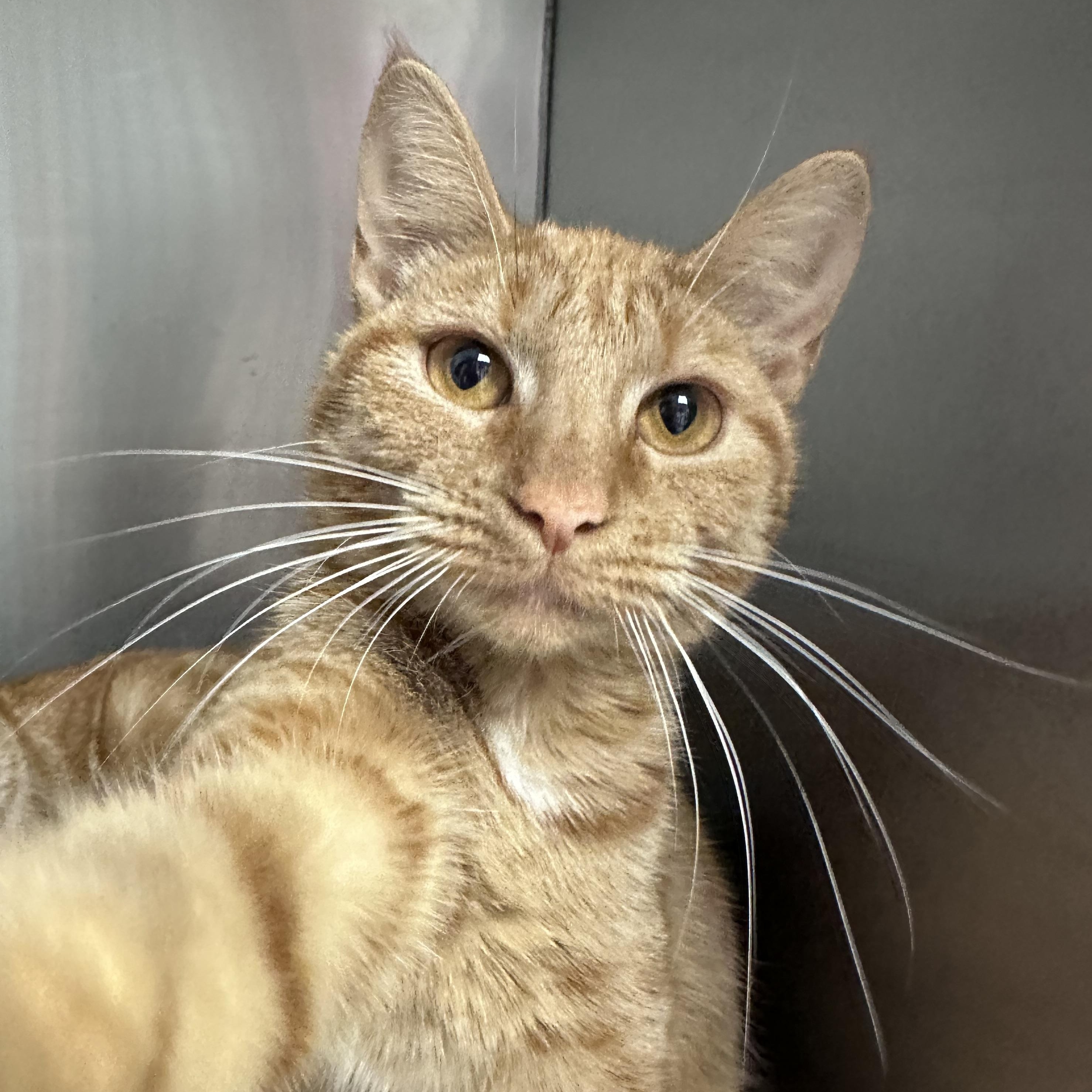 Enlarge Macha , an adopted Domestic Short Hair in Minneapolis , MN image 1/3