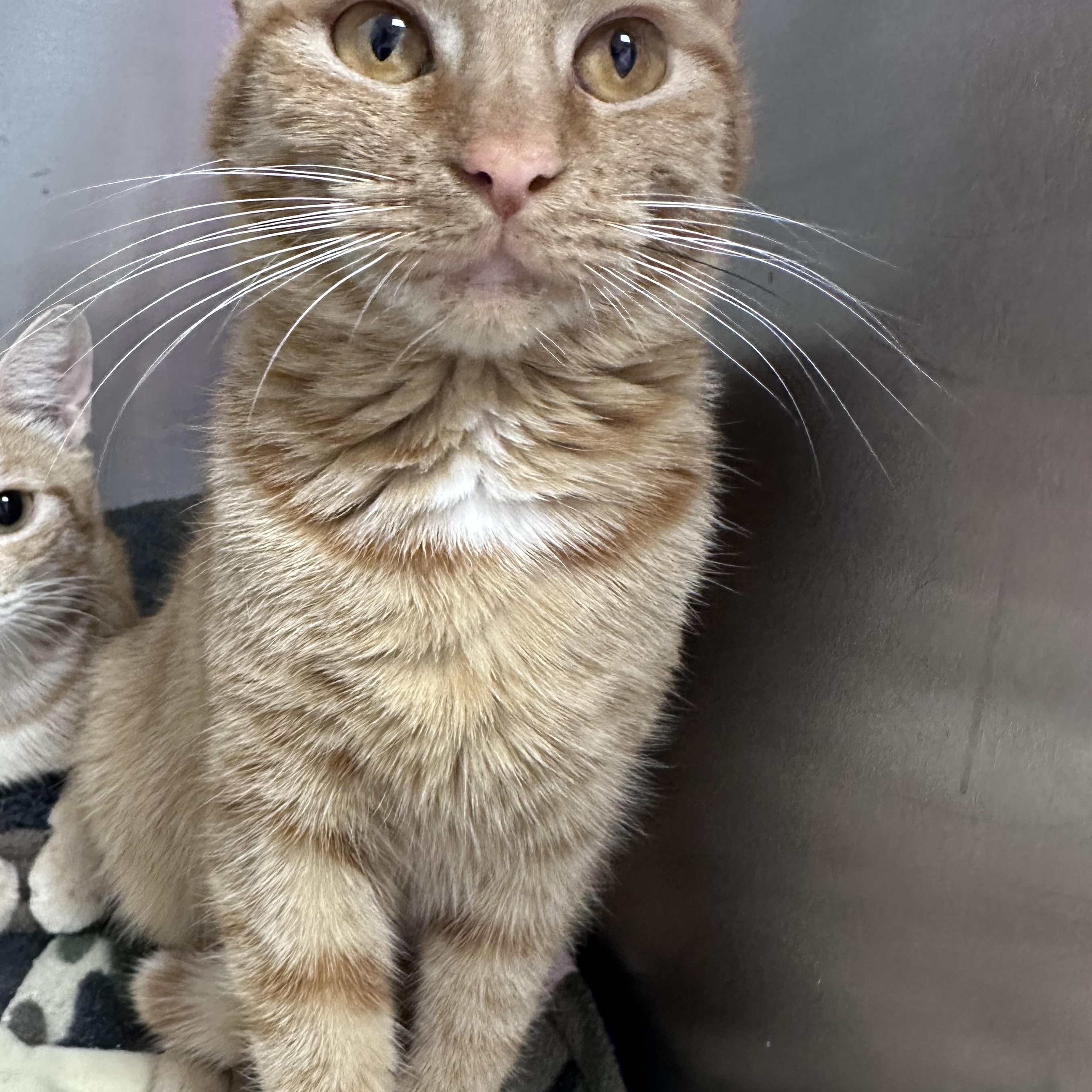 Enlarge Macha , an adopted Domestic Short Hair in Minneapolis , MN image 2/3