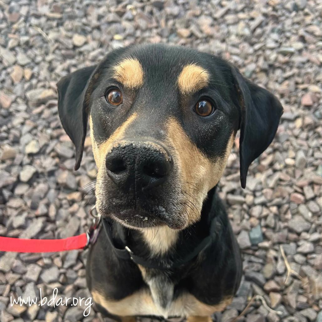 Enlarge Calvin, a Adoptable mixed breed in Cheyenne, WY image 1/3