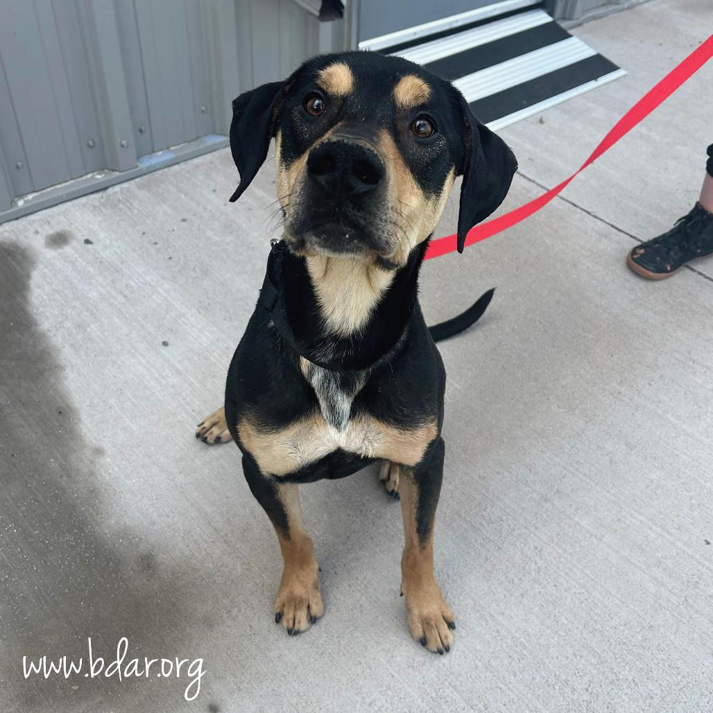 Enlarge Calvin, a Adoptable mixed breed in Cheyenne, WY image 2/3