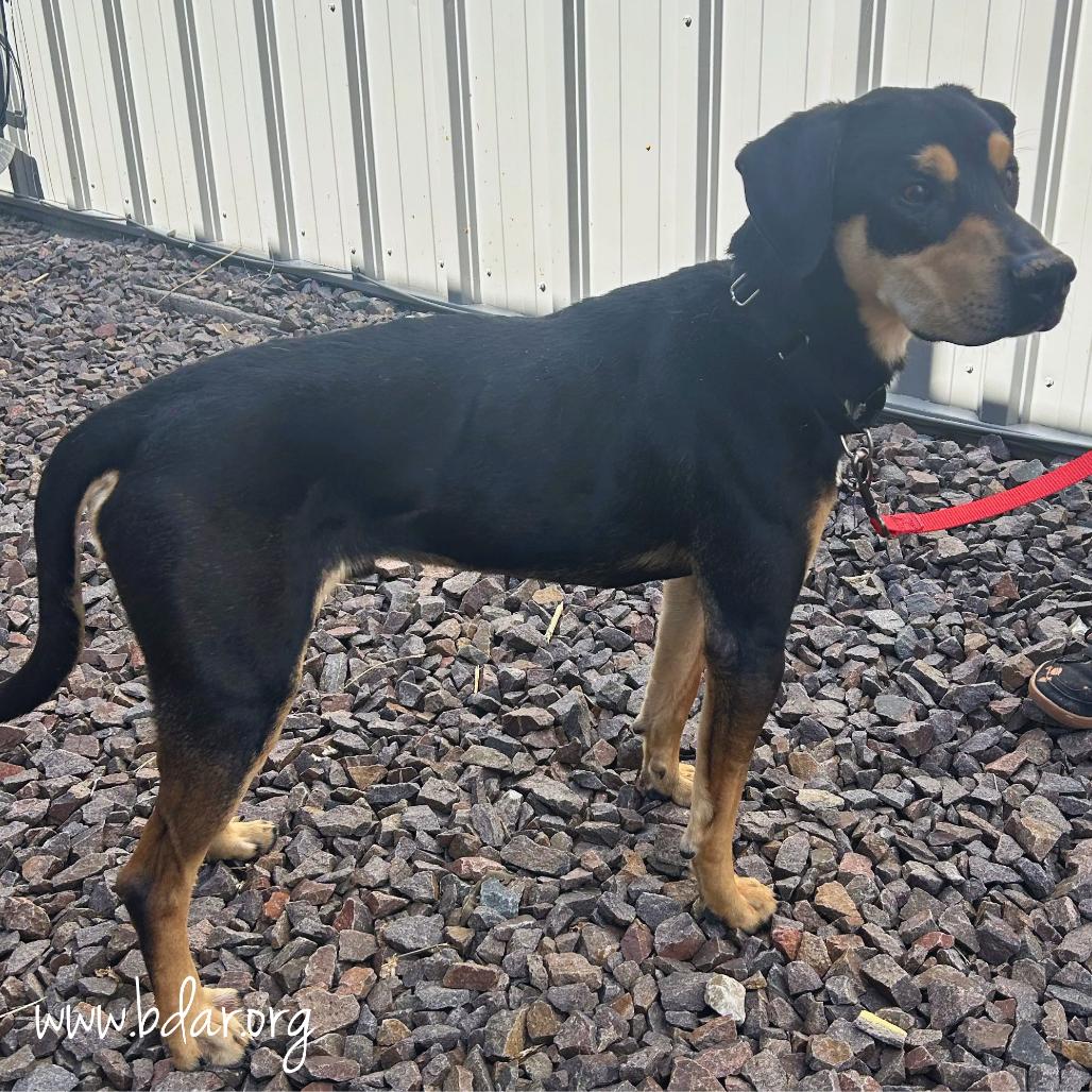 Enlarge Calvin, a Adoptable mixed breed in Cheyenne, WY image 3/3