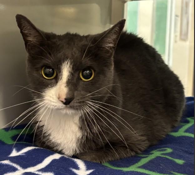 Enlarge LUNA, a Adoptable Domestic Short Hair in South Lake Tahoe, CA image 1/1