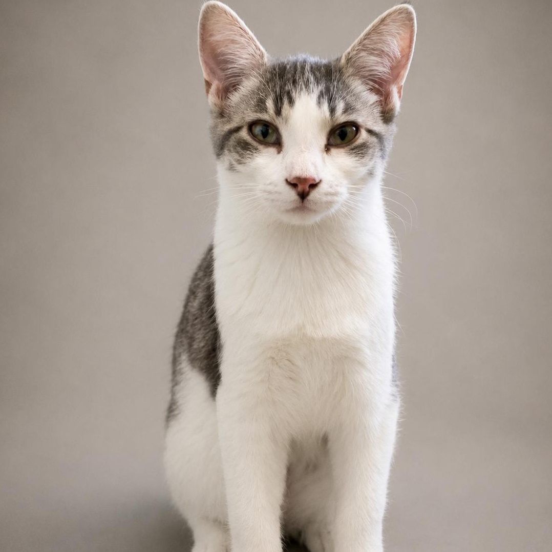 Enlarge Buffy, a Adoptable Domestic Short Hair in Lincoln, IL image 1/3