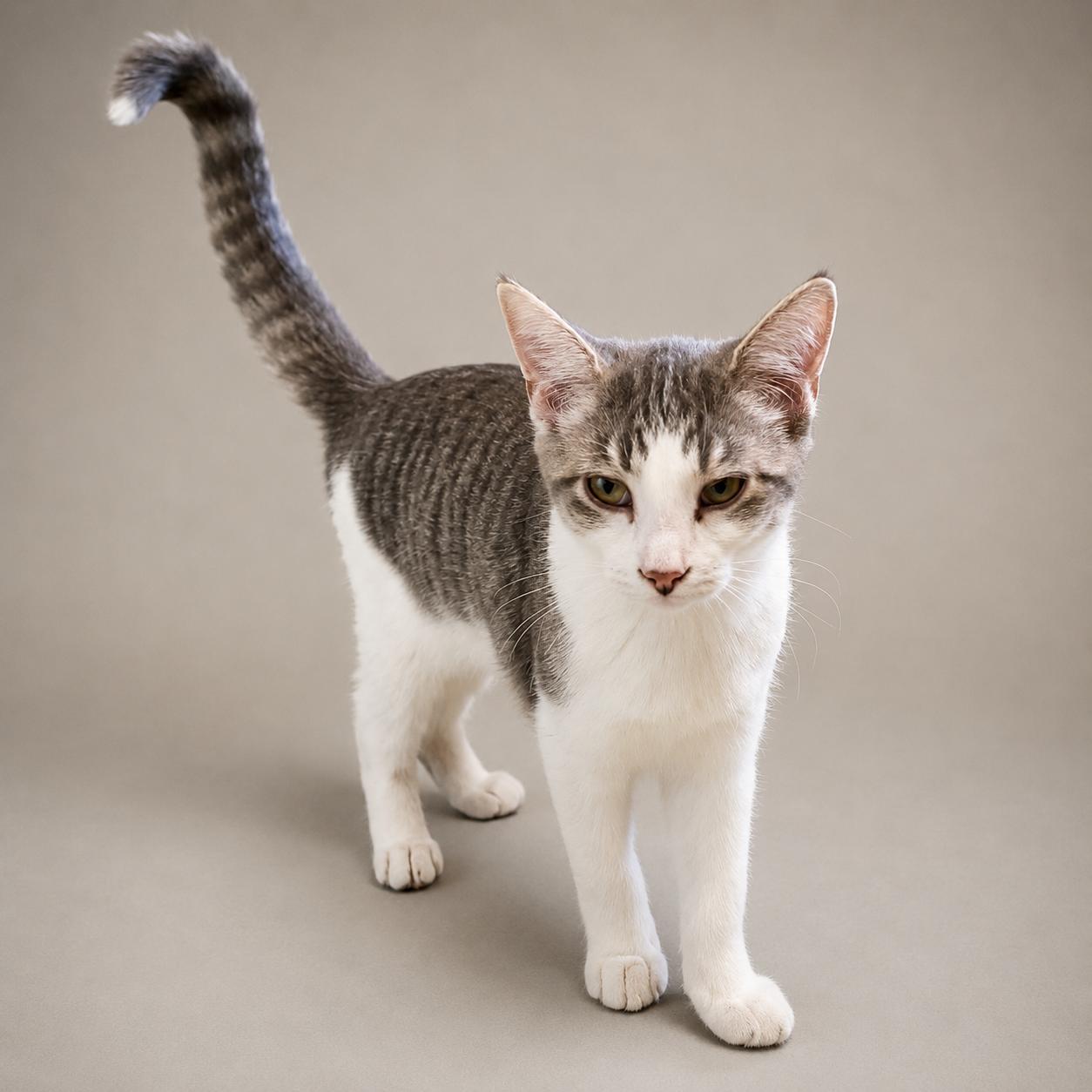 Enlarge Buffy, a Adoptable Domestic Short Hair in Lincoln, IL image 2/3