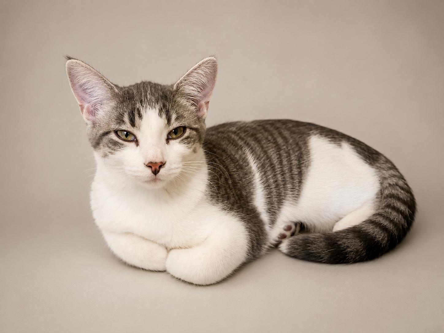 Enlarge Buffy, a Adoptable Domestic Short Hair in Lincoln, IL image 3/3