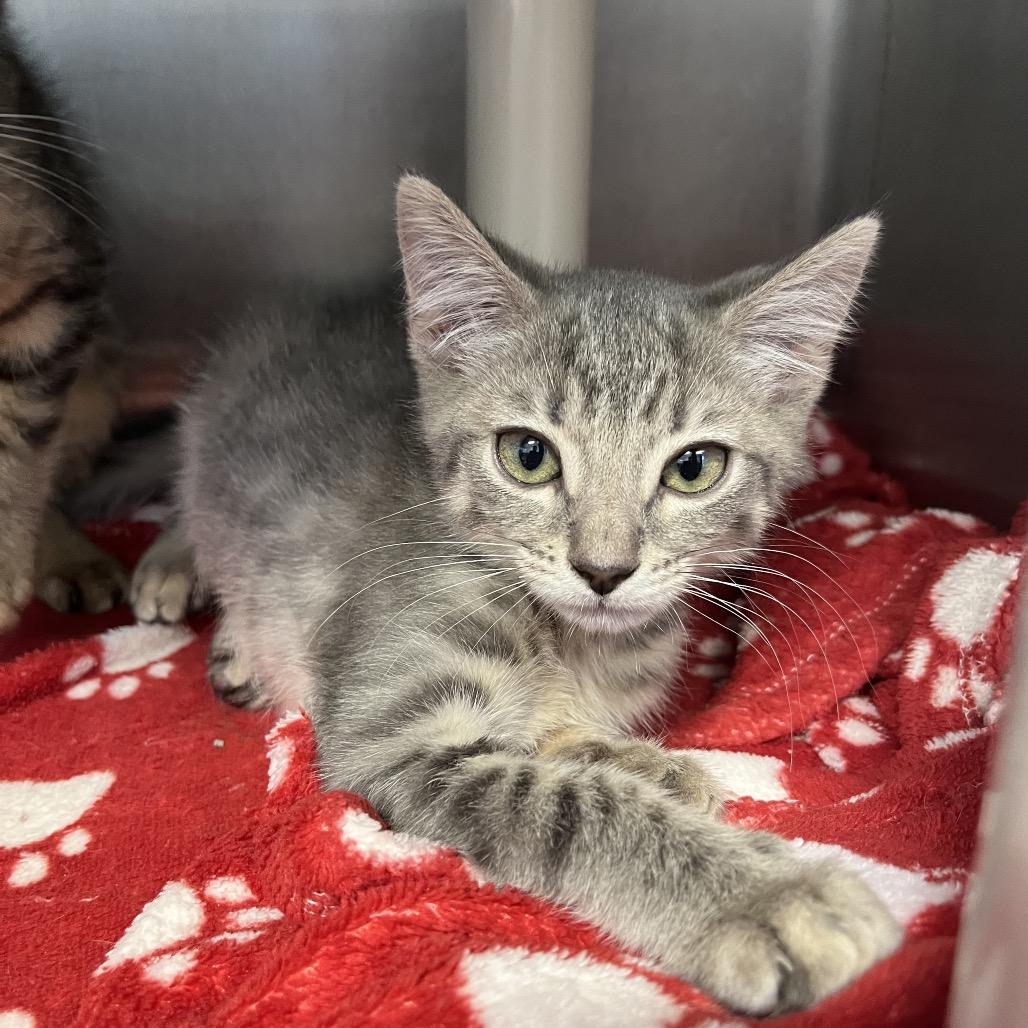 Chicago, Adoptable, Kitten Female Domestic Short Hair.