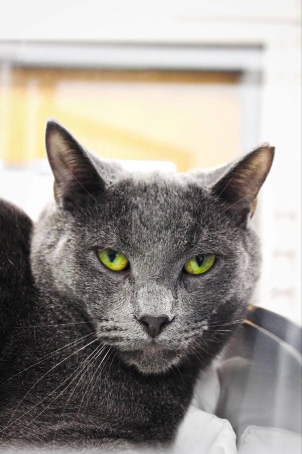 Pencil, Adoptable, Adult Male Russian Blue.