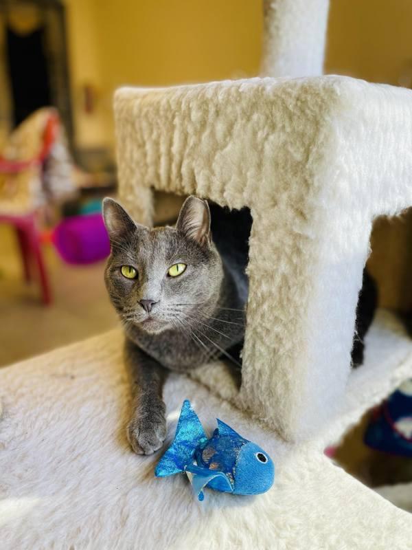 Pencil, a Adoptable mixed breed in Indiana, PA image 2/4