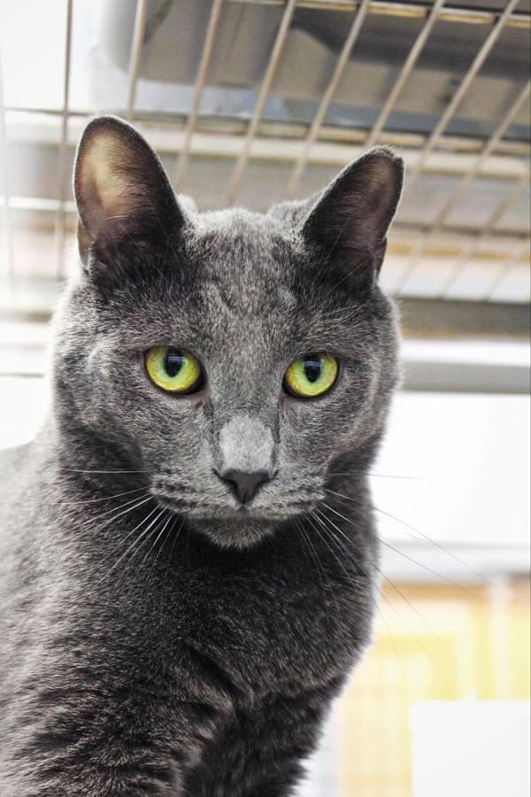 Pencil, a Adoptable mixed breed in Indiana, PA image 3/4