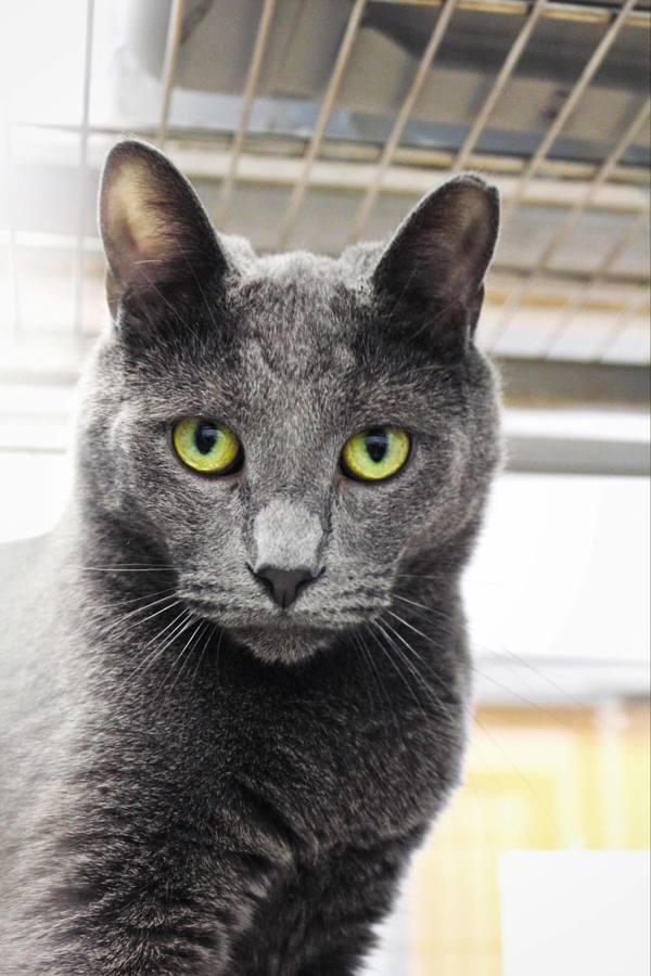 Pencil, a Adoptable mixed breed in Indiana, PA image 4/4