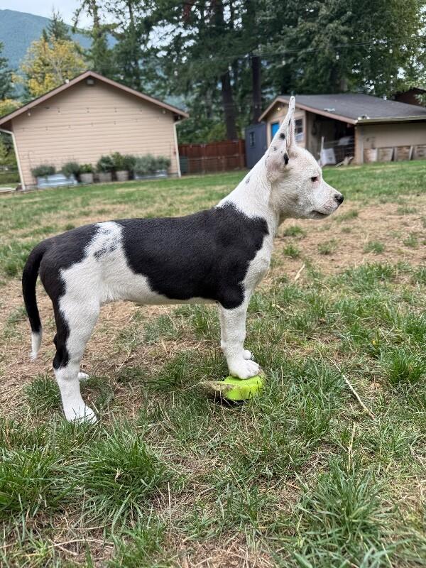 Enlarge Boots, a Adoptable mixed breed in North Bend, WA image 1/6