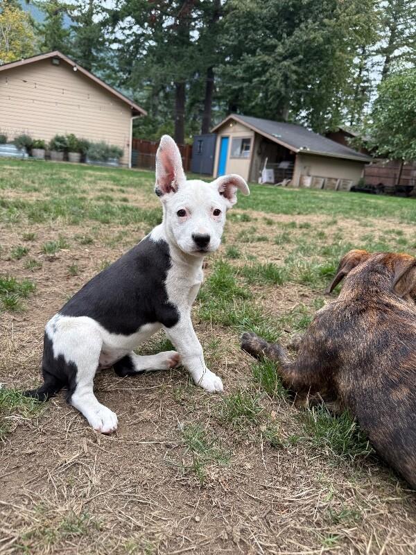 Enlarge Boots, a Adoptable mixed breed in North Bend, WA image 2/6