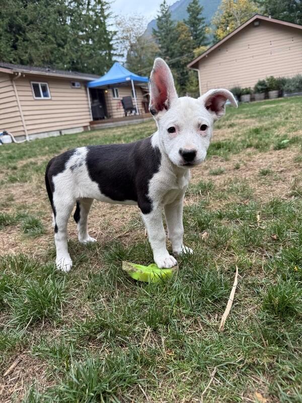 Enlarge Boots, a Adoptable mixed breed in North Bend, WA image 3/6