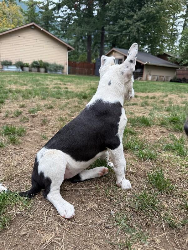 Enlarge Boots, a Adoptable mixed breed in North Bend, WA image 4/6